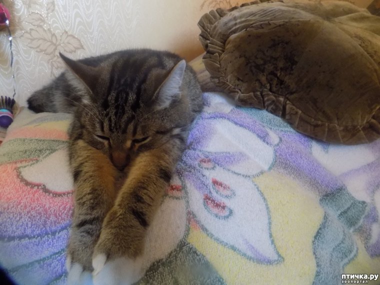 Засоня фото