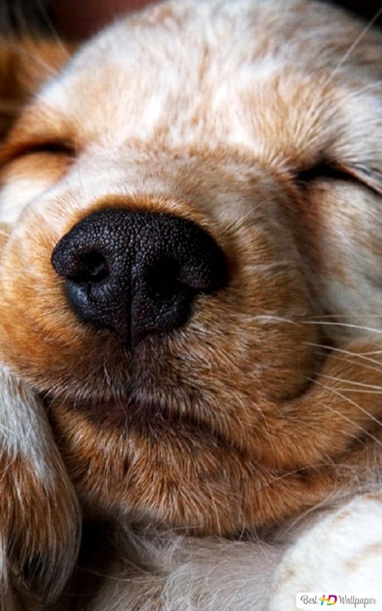 Собачий нос милый