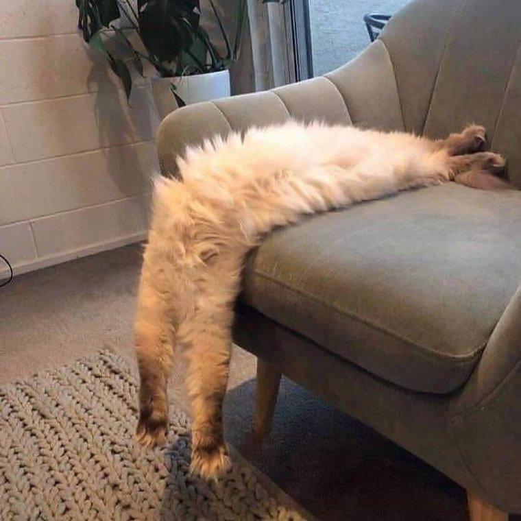 Странные позы котов