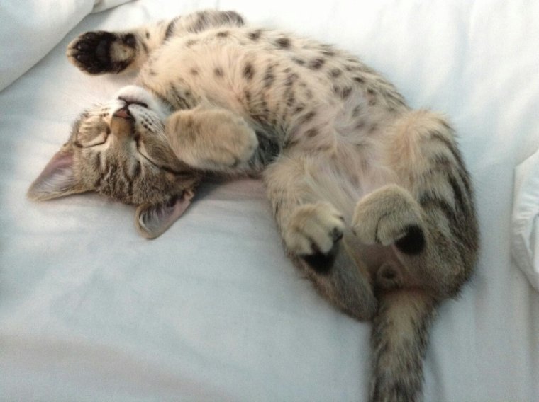 Засоня фото