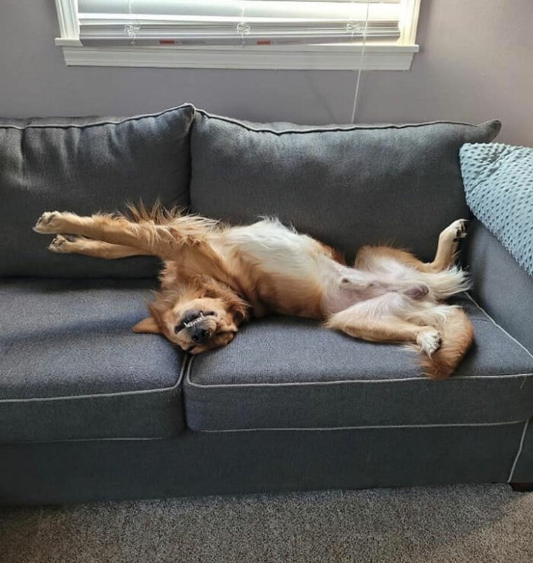 Животные спят в неудобных позах