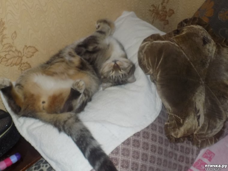 Птица Засоня