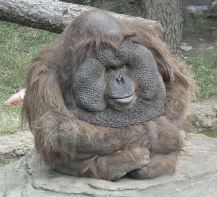 Жирный Колобок