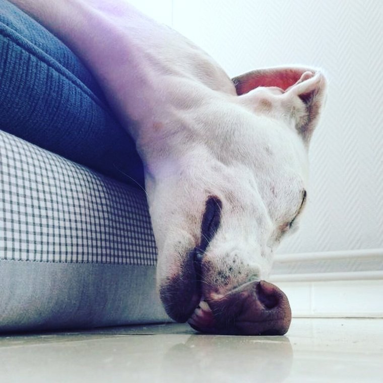 Смешные спящие животные