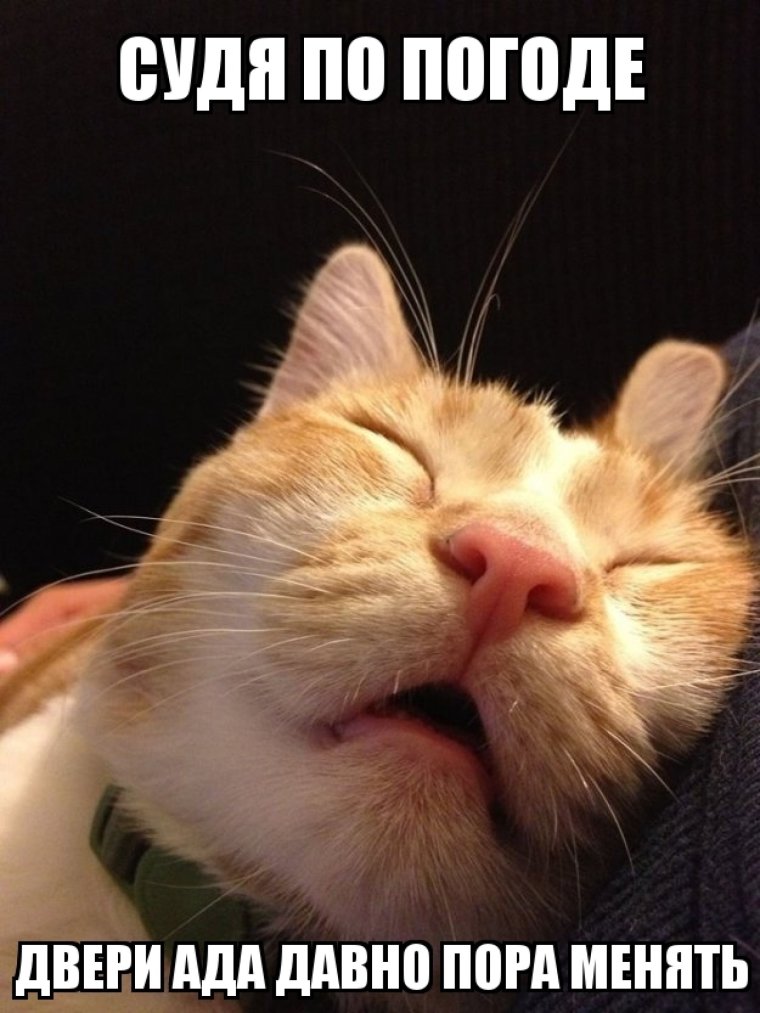 Спящий кот смешной