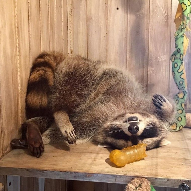 Енот полоскун спит