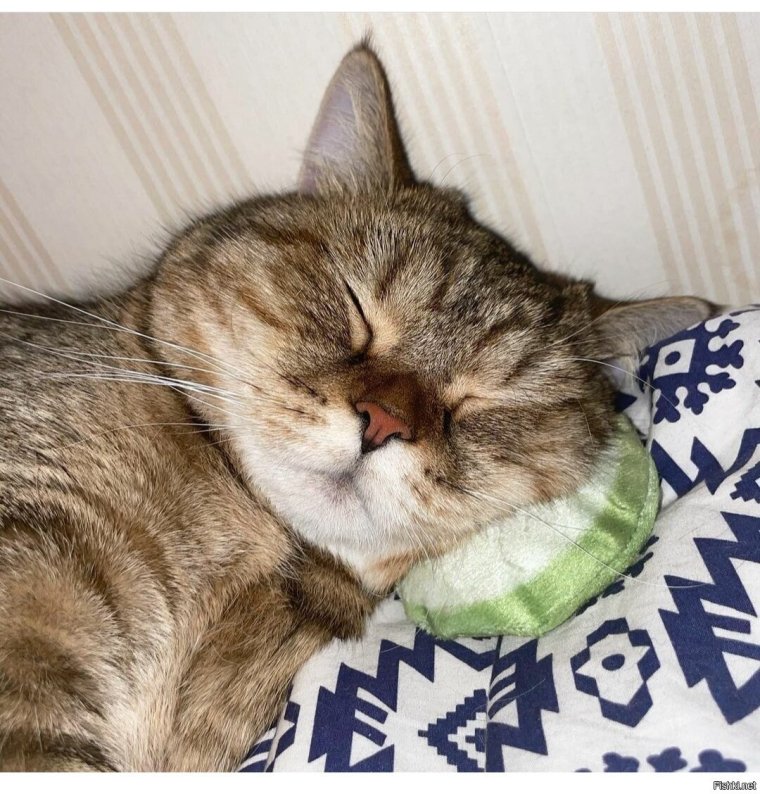 Фото прикол лентяйке