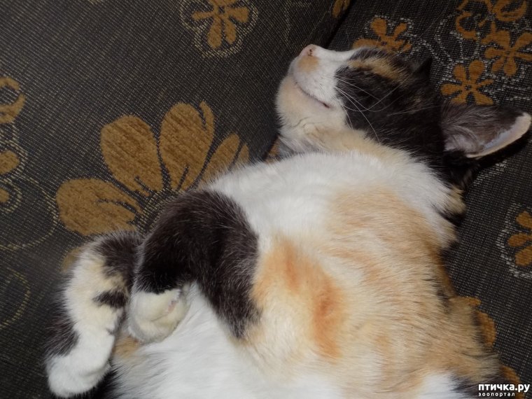 Дневник сони Засони