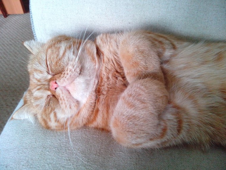 Персидский кот спит