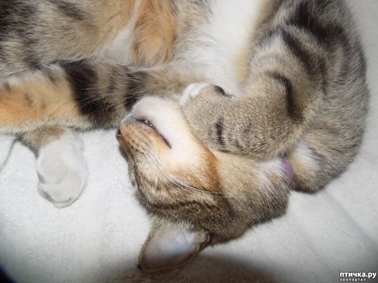 Сони Засони