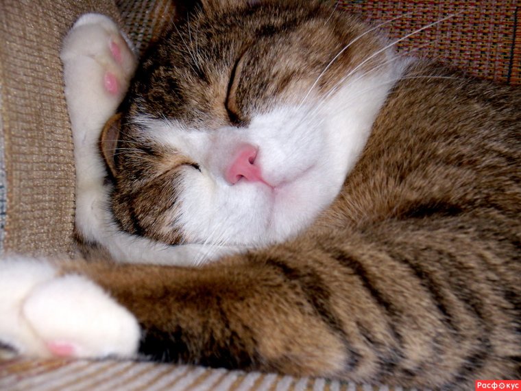 Кот крепко спит