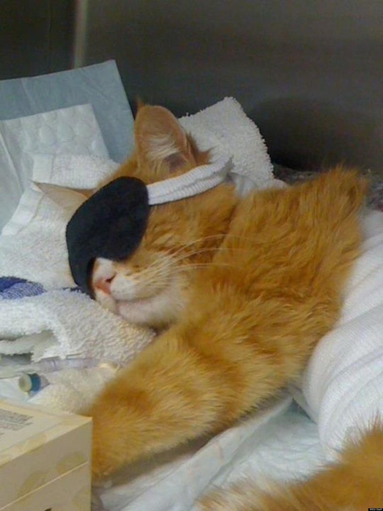 Спящий кот смешной