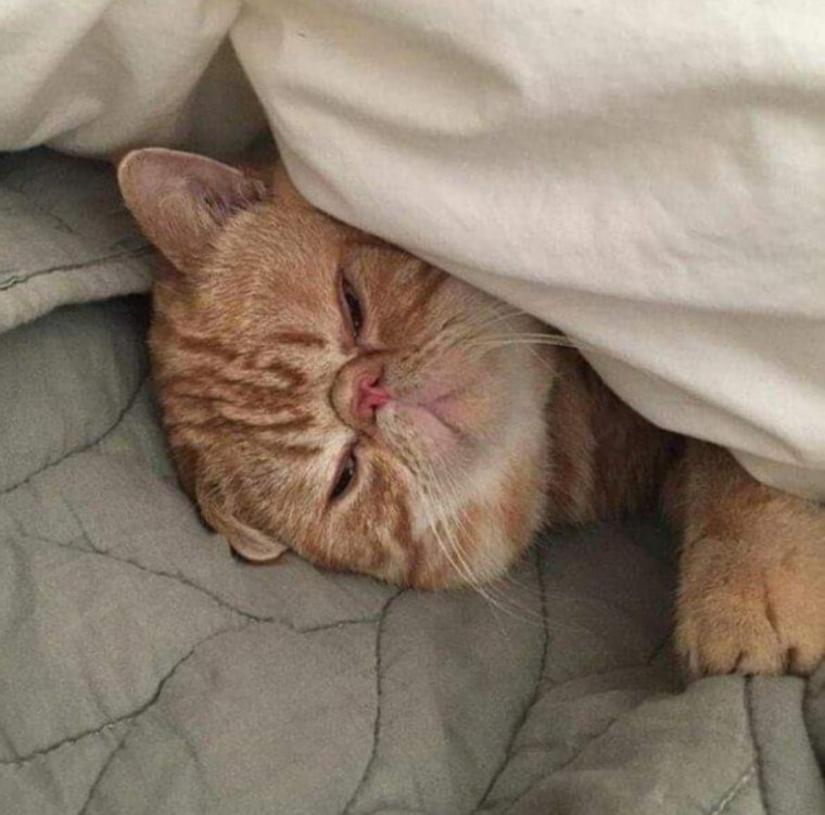 Заспанный кот