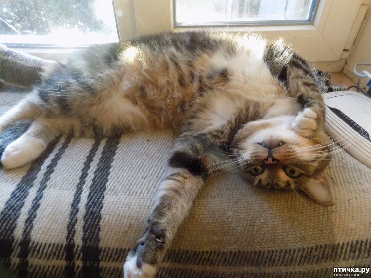 Доброе утро Засоня прикольные