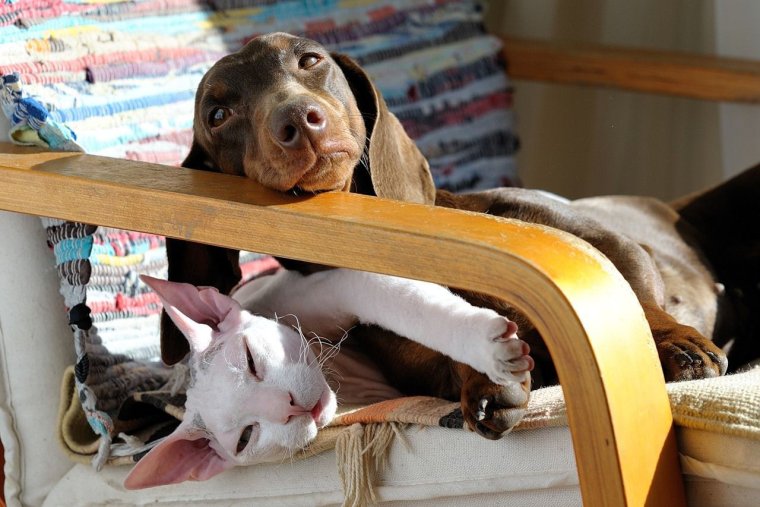 Забавные домашние животные