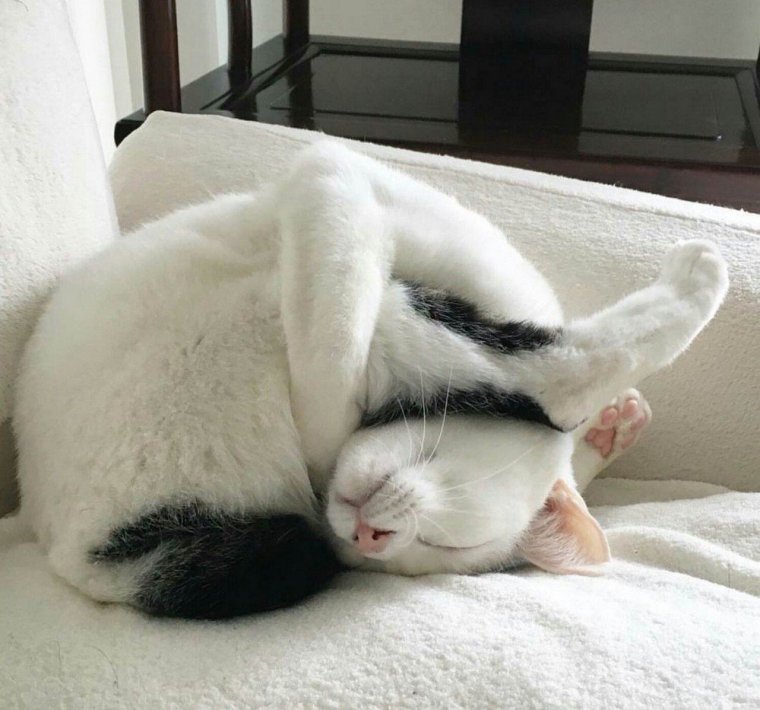 Спящие коты