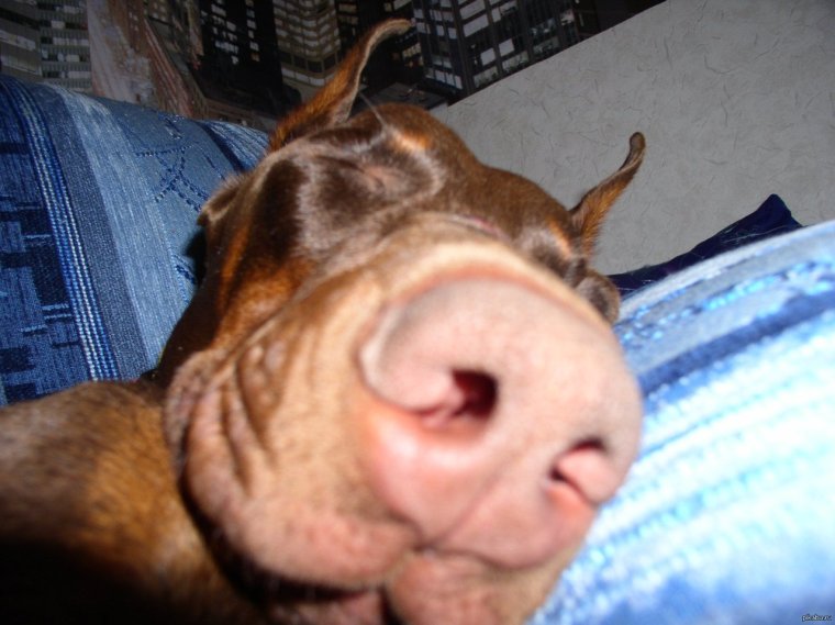 Только проснувшийся пес