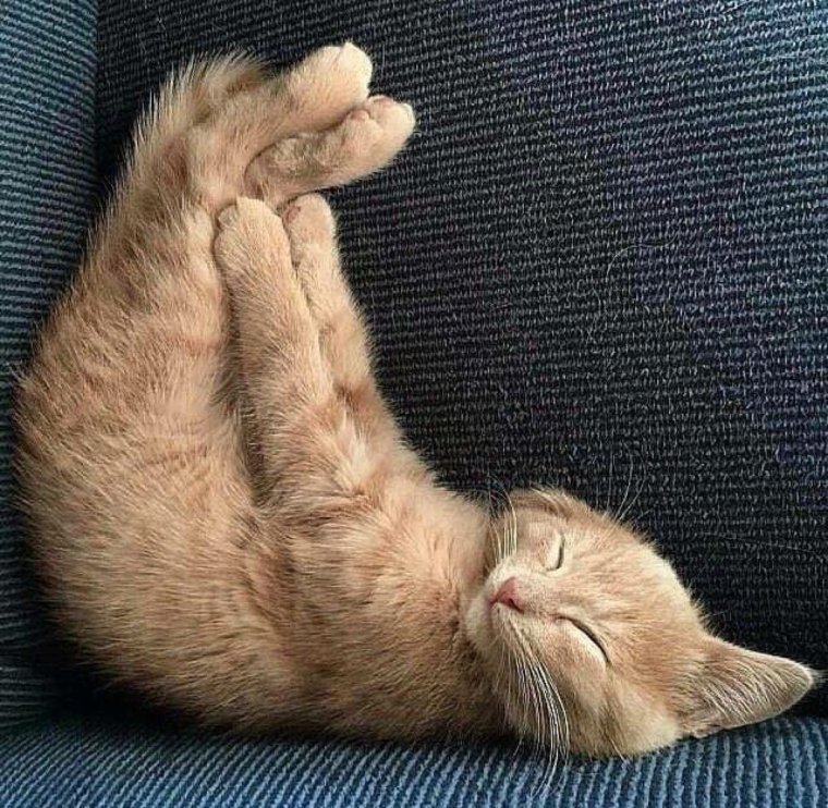 Кот проснулся