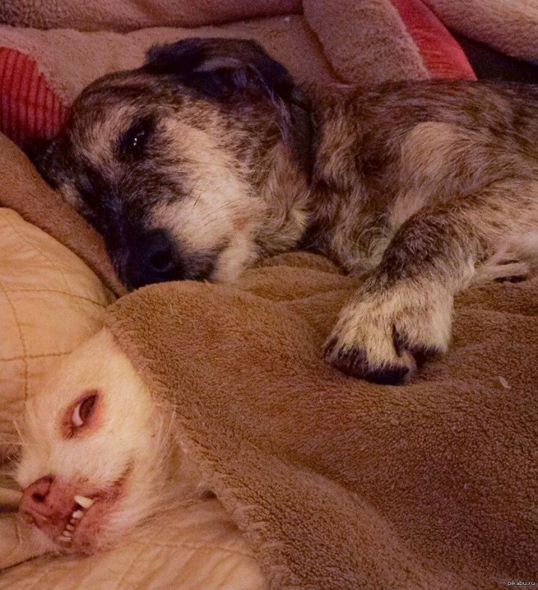 Собачка спит с надписями