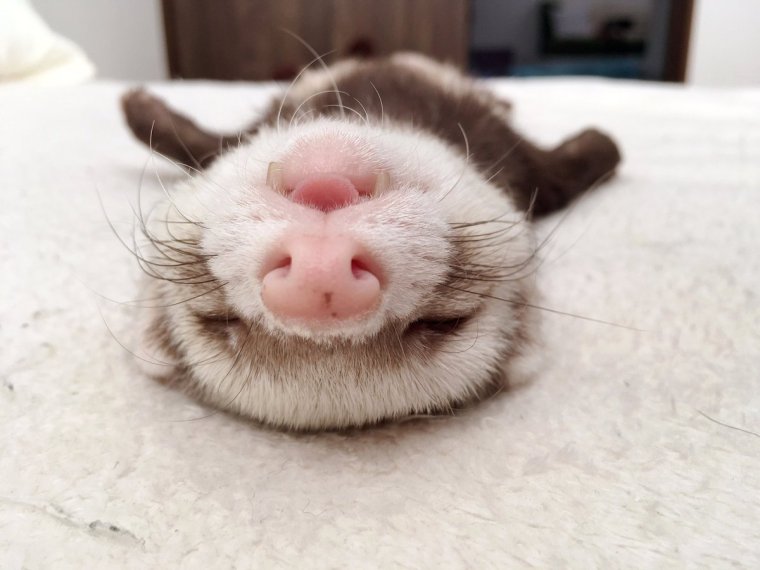 Забавные спящие животные