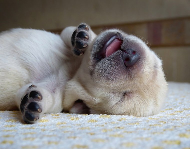 Забавные спящие животные