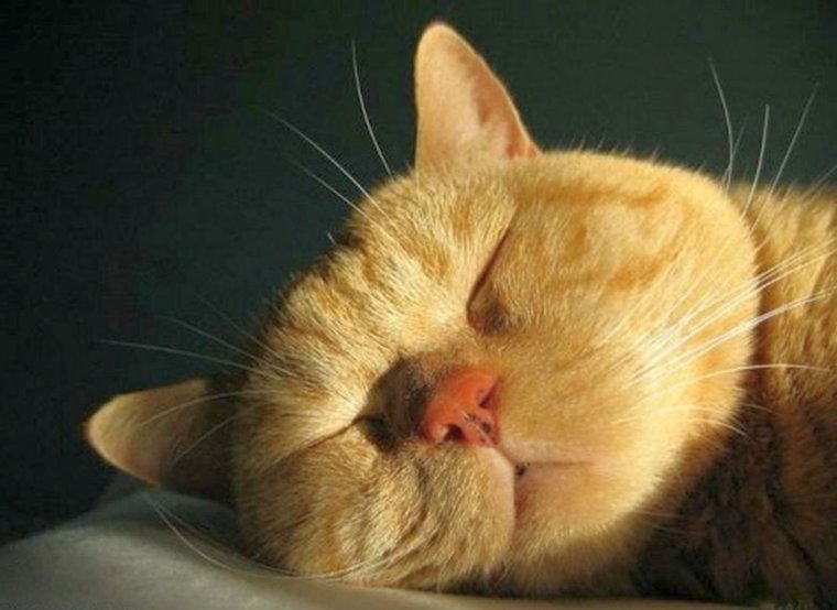 Морда спящего кота