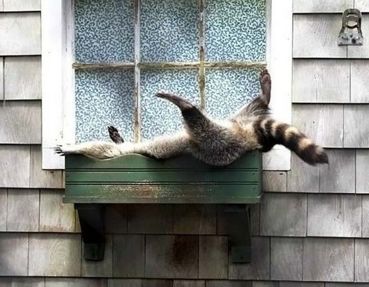 Енот у окна