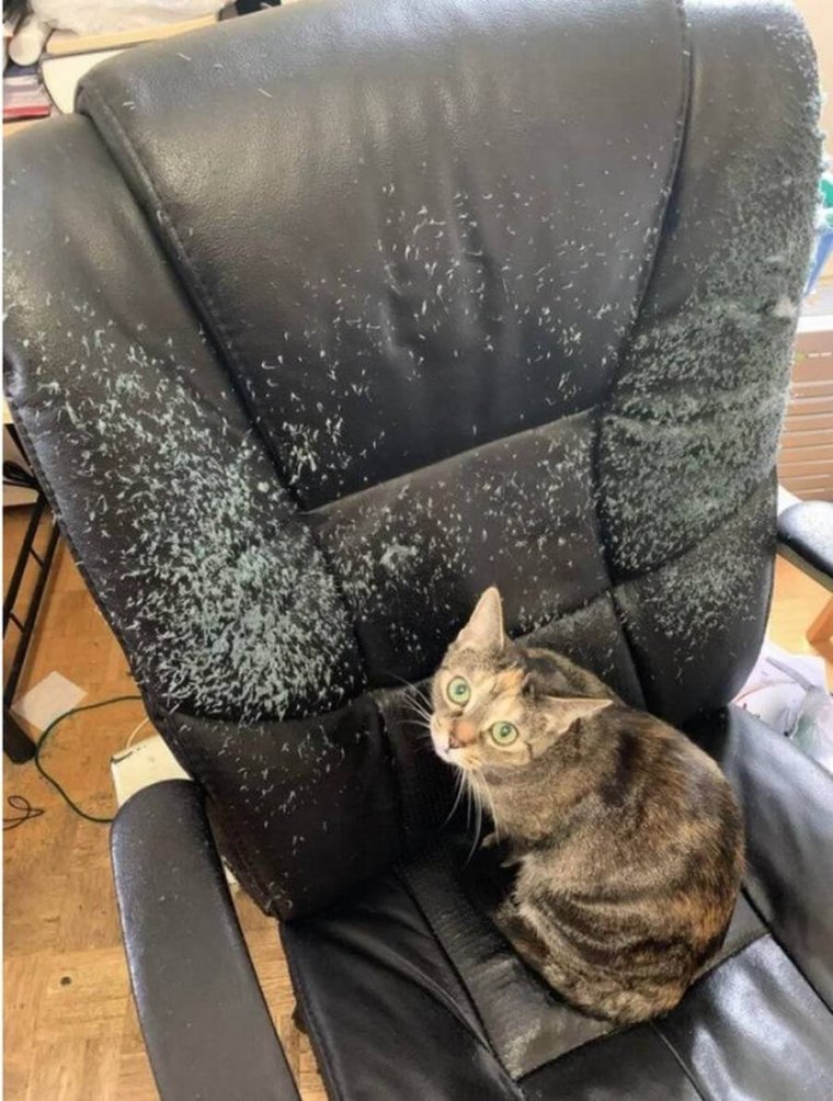 Кот изодрал кресло