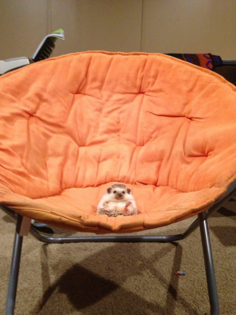 Растекся по креслу прикол