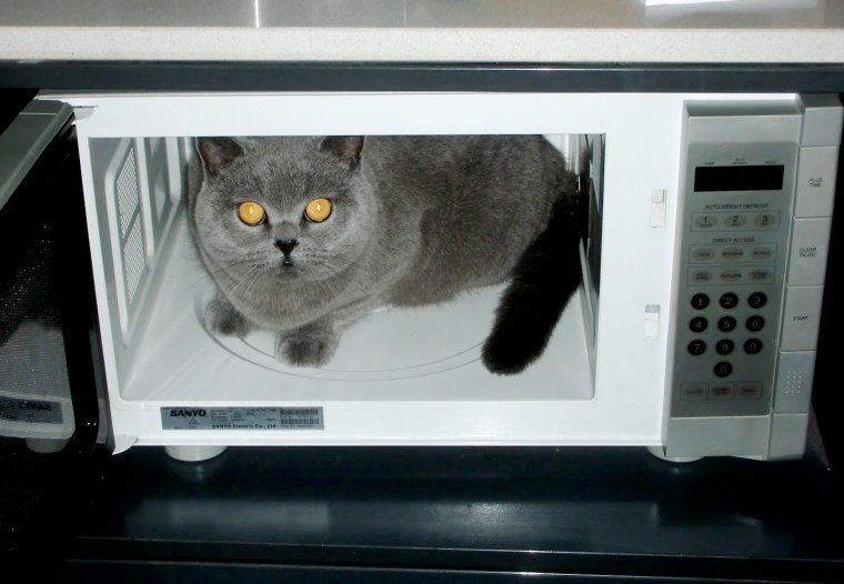 Кот в микроволновке
