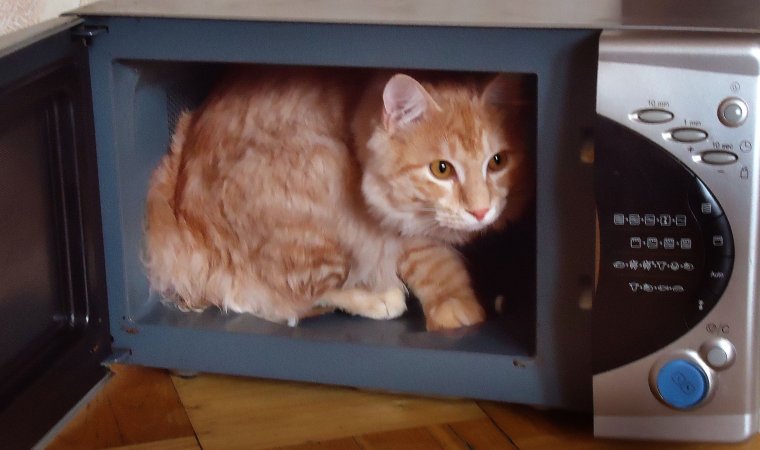 Кошка в микроволновке