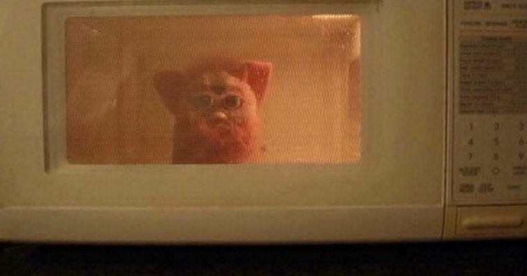 Кот в микроволновке