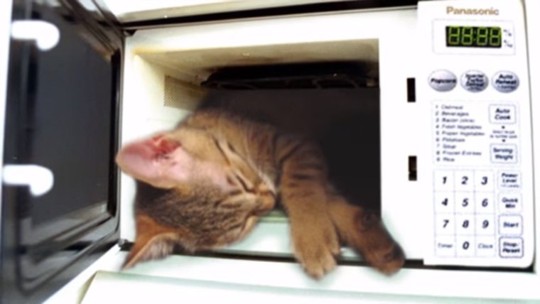 Животные в микроволновке
