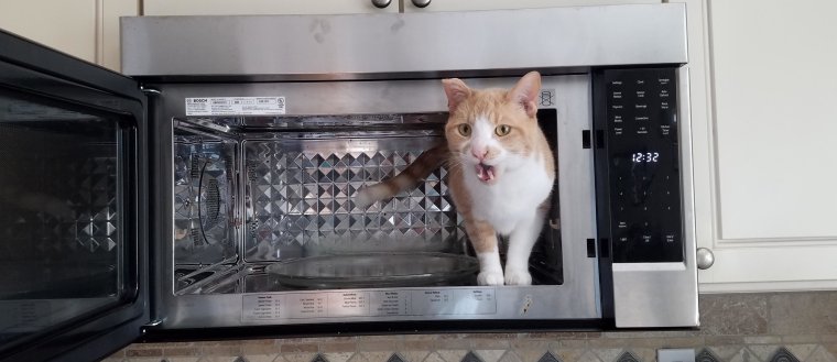 Кот в микроволновке