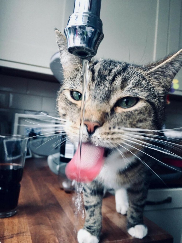 Смешные утренние картинки