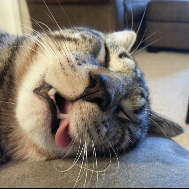 Уставший кот