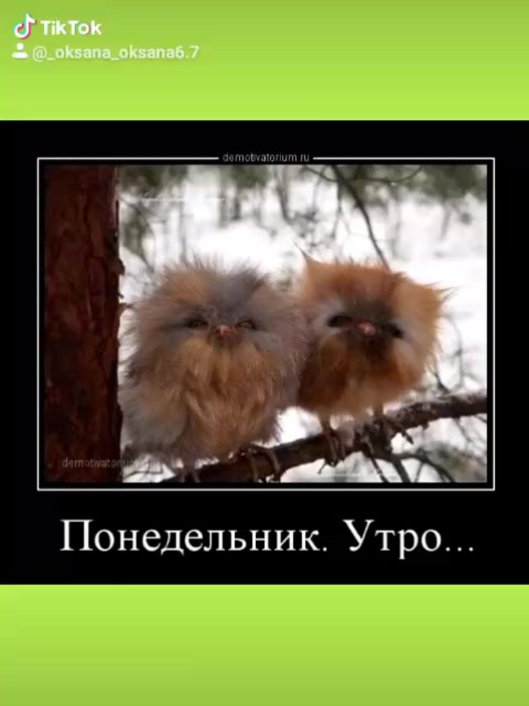 Понедельник приколы