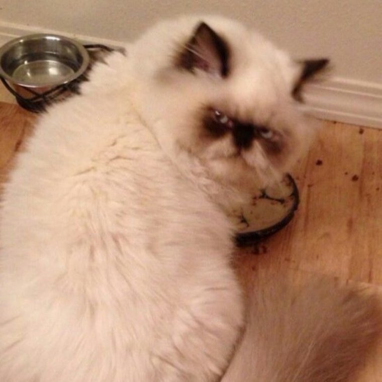 Доброе утро невыспавшийся кот