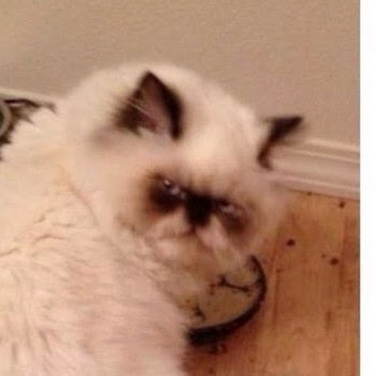 Злой кот утром