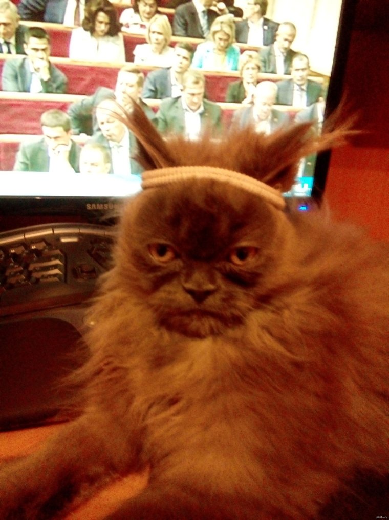 Недовольный кот с утра