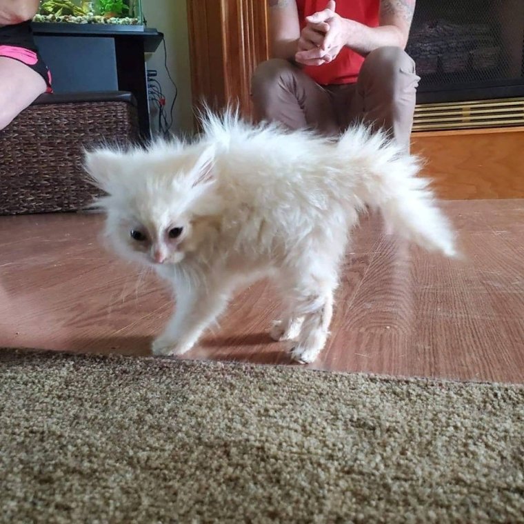 Растрепанный котенок