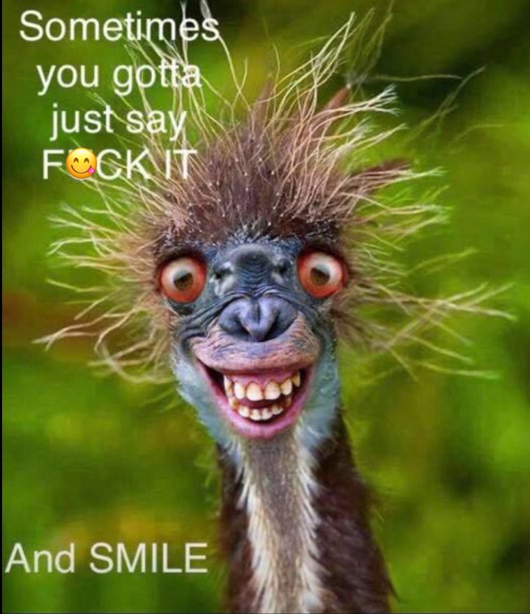 Взъерошенное животное