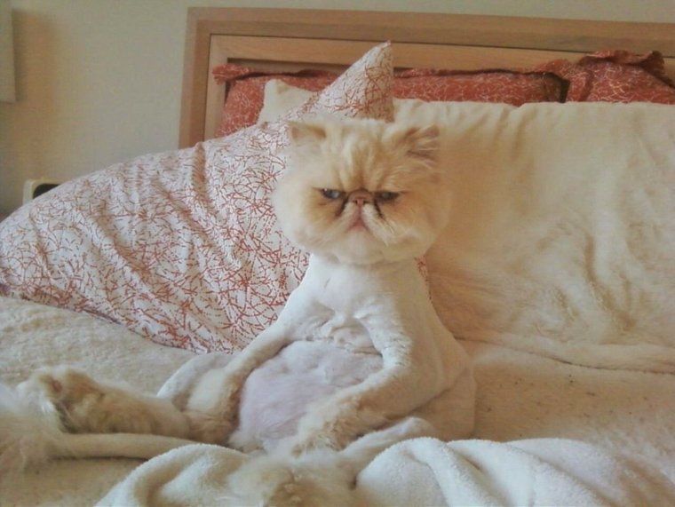 Котик выспался