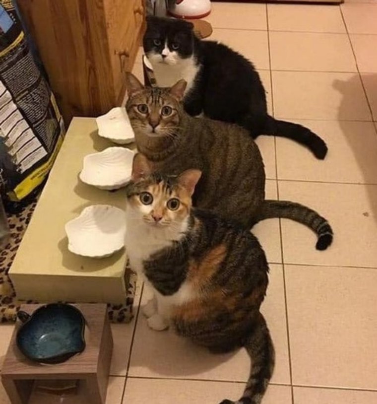 Смешные животные