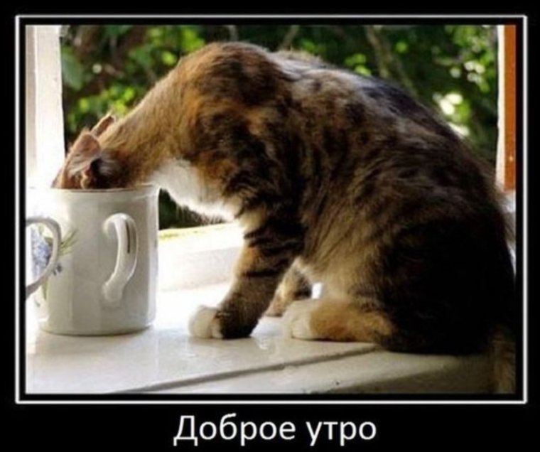 Демотиваторы с добрым утром