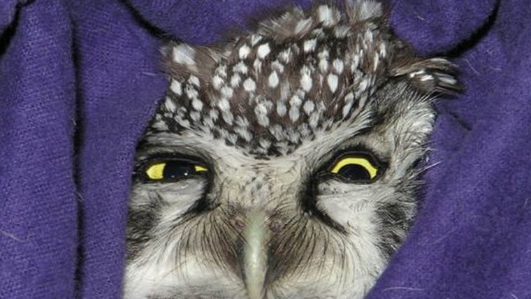 Взъерошенная Сова