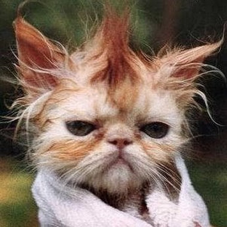 Кот спросонья