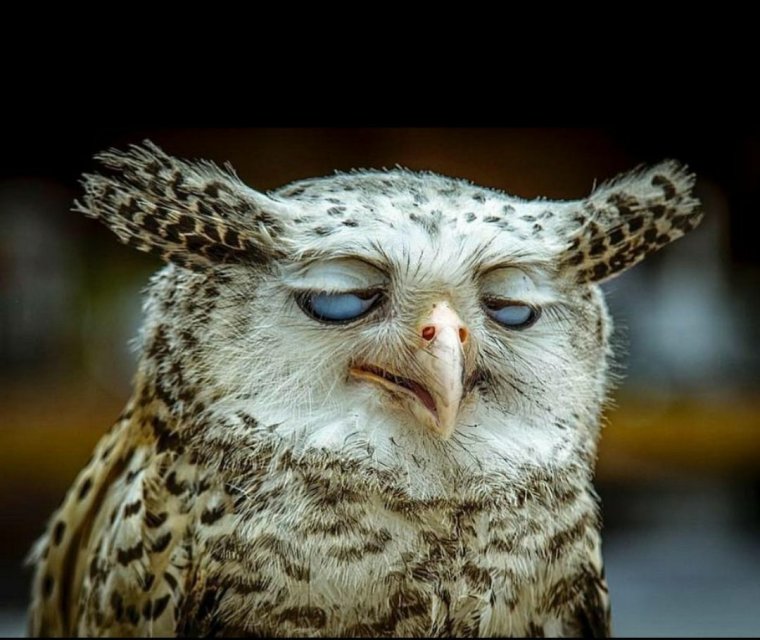 С добрым утром прикольные смешные