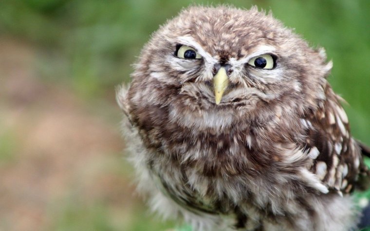 Ника Филина