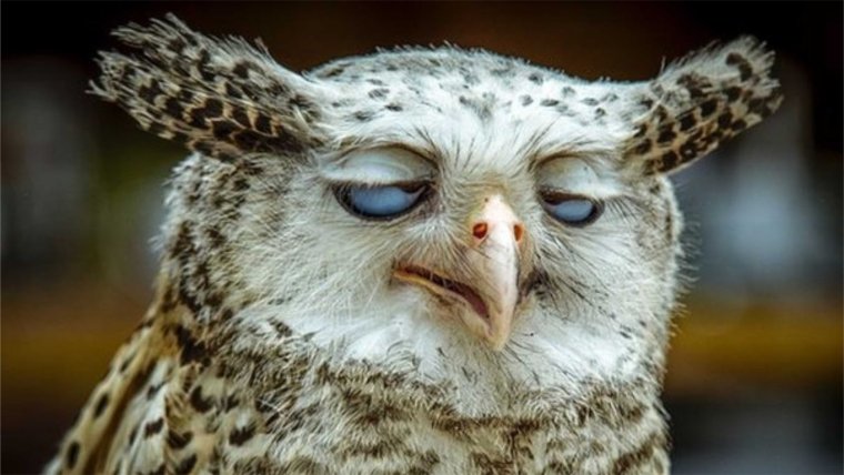 Сонная Сова